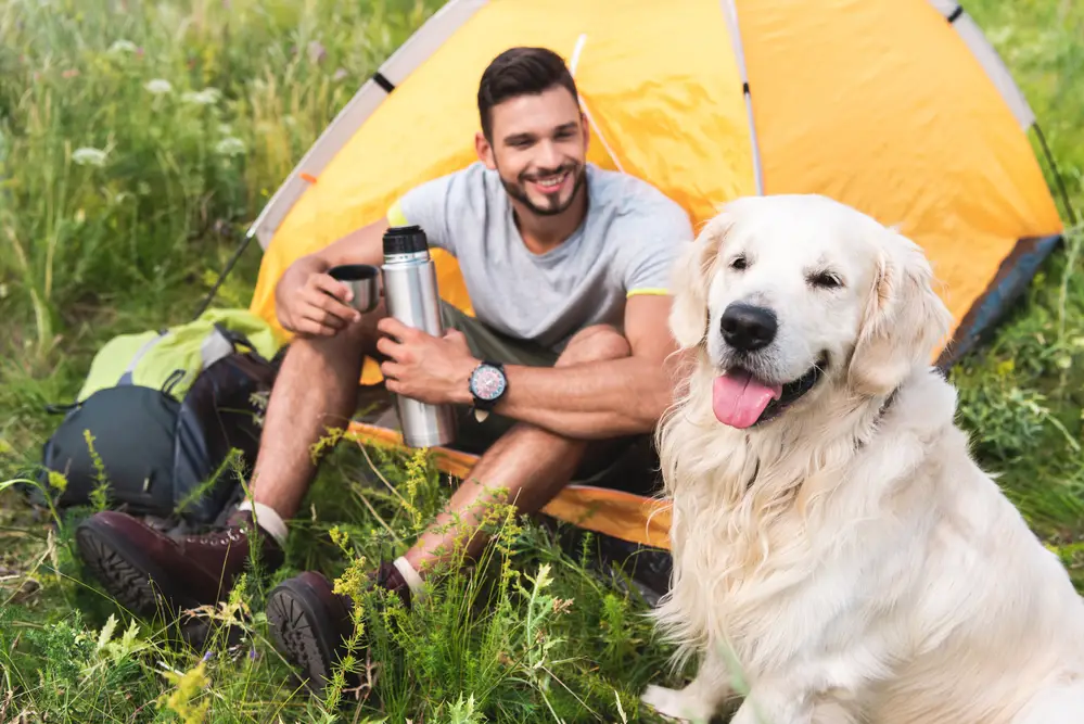 Camping With Dogs 1