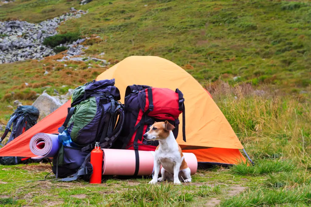 Camping With Dogs 3 1024x683 1