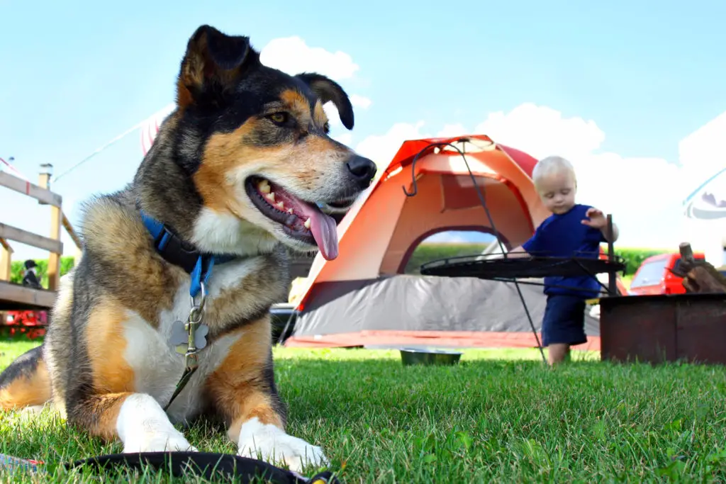 Camping With Dogs 4 1024x683 1
