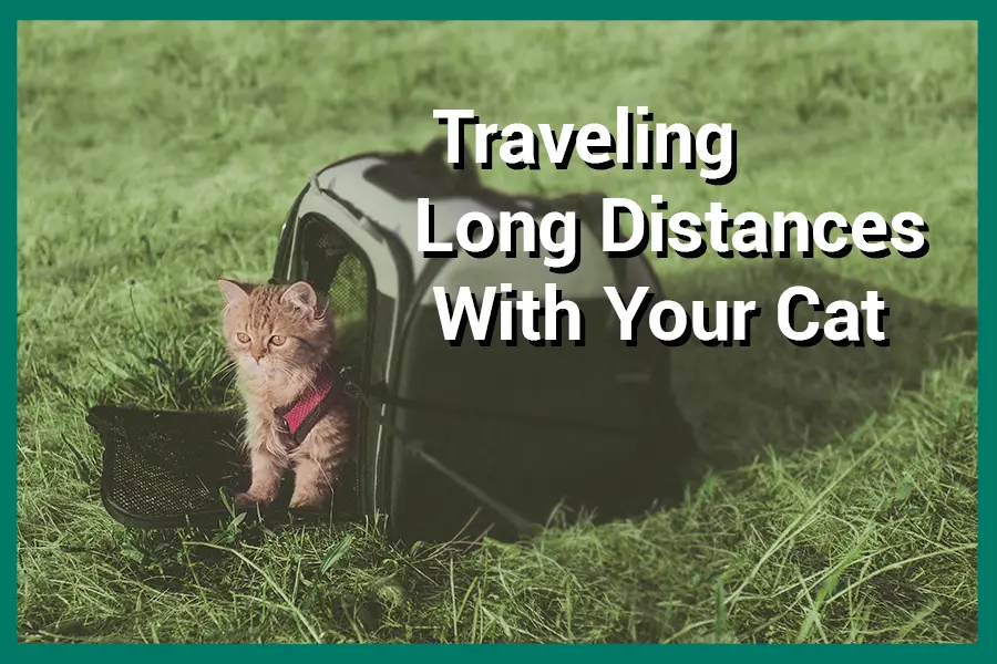 Traveling Long Distances With Your Cat