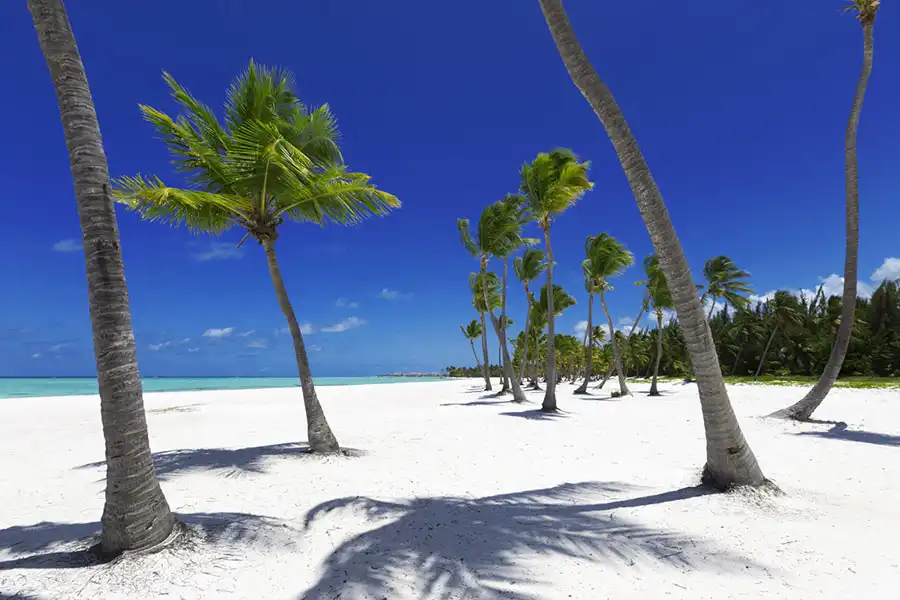 Juanillo beach palm trees image